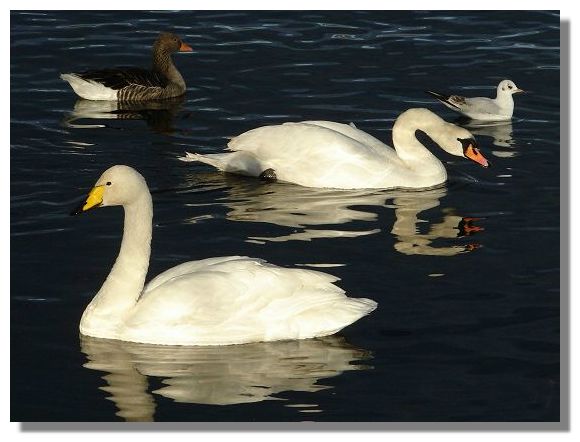 Whooper and Mute Swan
