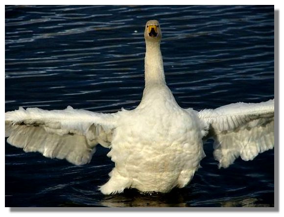 Whooper Swan
