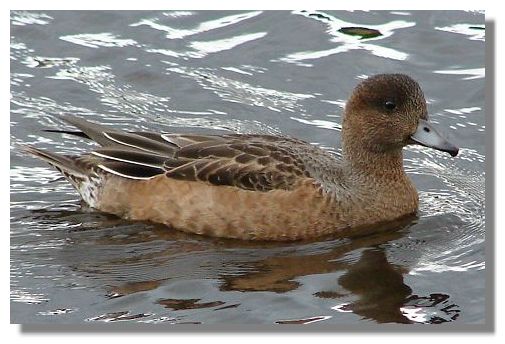 Wigeon
