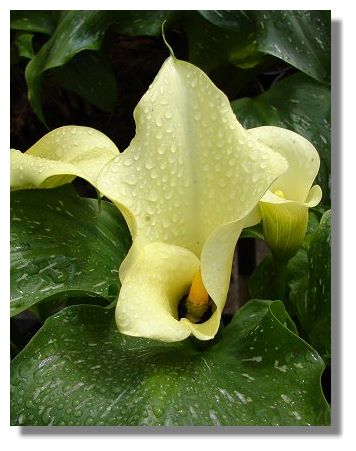 Zantedeschia
