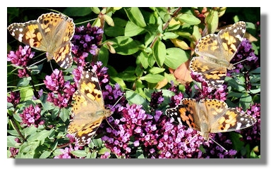 DIARY OF A PAINTED LADY