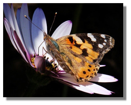 Painted Lady Butterflies As can be seen from the illustrations on this page, 