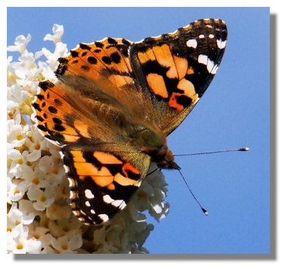 Painted Lady