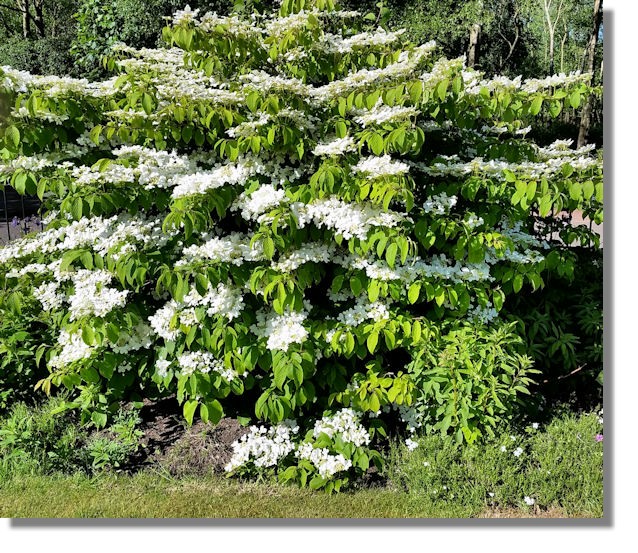 Scottie S Photo Diary May June 2017 This Cornus Controversa Tree