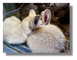 Fennec Foxes