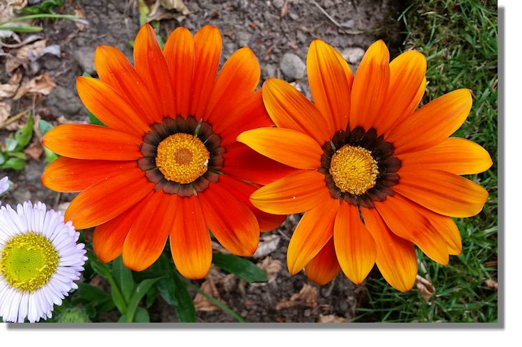Scottie S Photo Diary July 2018 Although Gazania Only Opens Up When The Sun Is Shining Bright Attractive Colours Are Too Good To Ignore I M Choosing Annual Bedding Plants