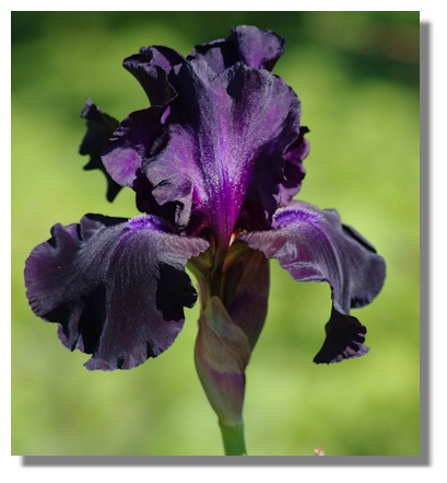 Iris
