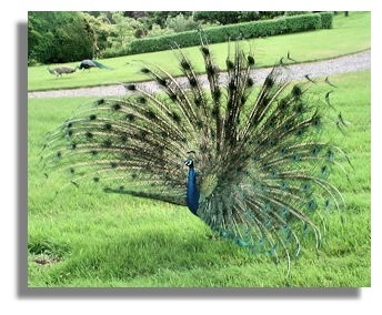 Peacock