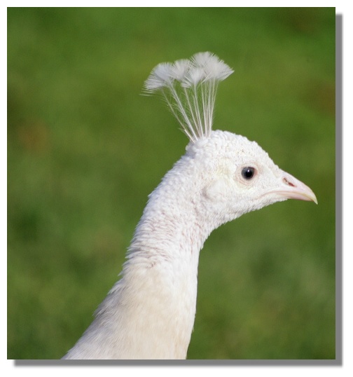 White Peacock