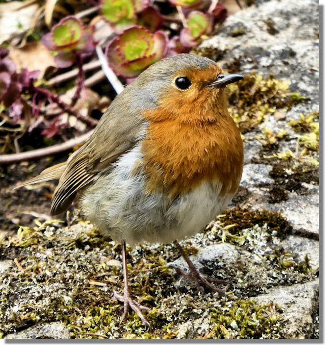 Robin
