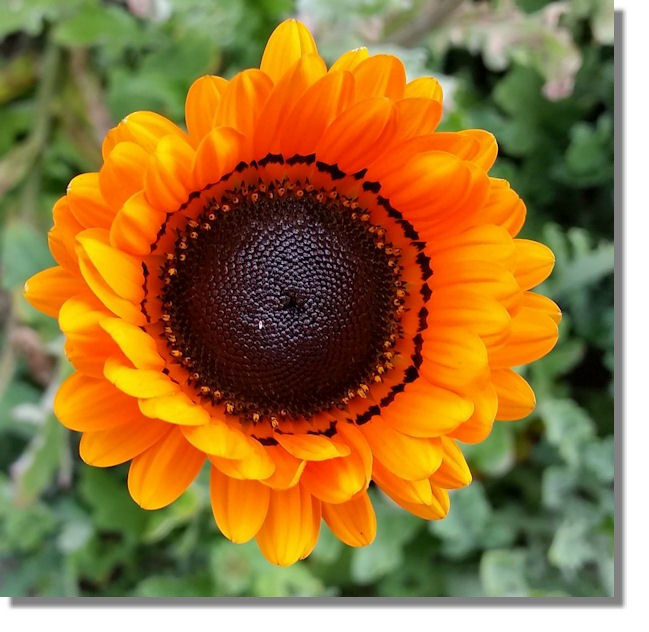 Венидиум Пышный Смесь Зулу Фото – Telegraph