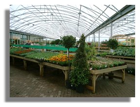 Dobbies