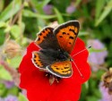 Ardardan Nursery, Small Copper Butterfly