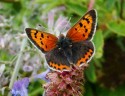 Ardardan Nursery, Small Copper Butterfly