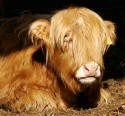 Ardardan Farm Highland Cow