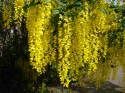 Ardardan Nursery, Laburnum