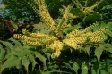 Bearsden - Mahonia