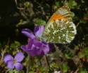 Geilston Garden, Cardross, Orange Tip Butterfly