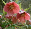 Geilston Garden, Cardross, Helleborus