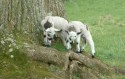 Geilston Garden, Cardross, Lambs