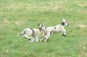 Geilston Garden, Cardross, Lambs