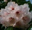 Geilston Garden, Cardross, Rhododendron