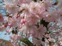Milngavie - Cherry Blossom