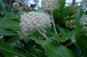 Milngavie Fatsia Flower