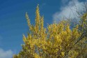 Milngavie Forsythia