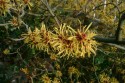 Milngavie Hamamelis