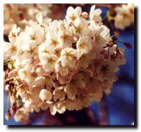 Cherry Blossom