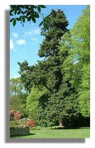 Douglas Fir at Scone