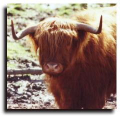 Highland Cow