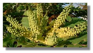 Mahonia