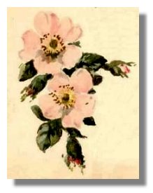 Roses by Walter Wingate