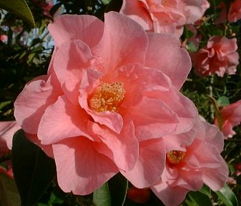 Camelia in Hermitage Park