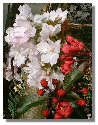 Apple Blossom
