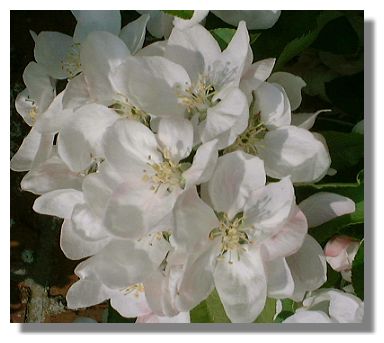 Apple Blossom