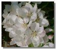 Apple Blossom