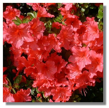 Azaleas