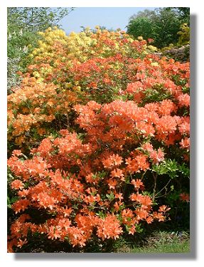 Azaleas