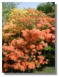 Azaleas