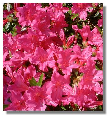 Azaleas