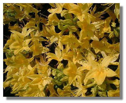Azaleas