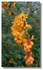 Berberis