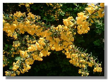 Berberis
