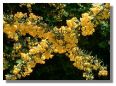 Berberis