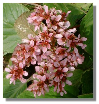Bergenia