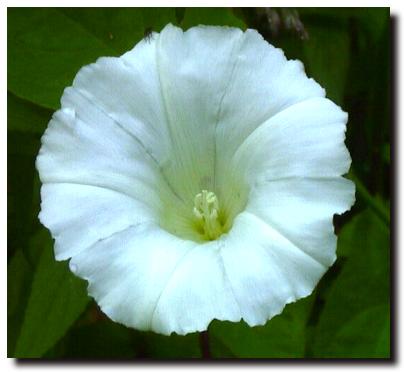 [Image: bindweed3s.jpg]