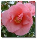 Camelia